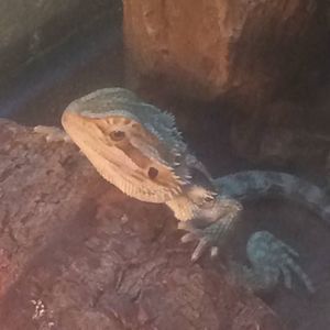 Meet your Posher, Samuel